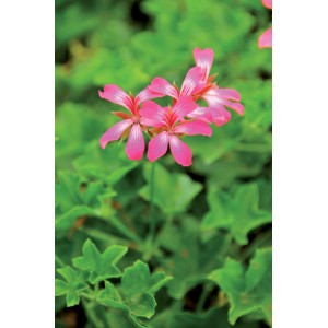 Pianta da balcone t.b.t. rosa con foglie verdi.