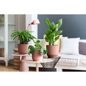 Vasi per piante Elho Vibes Fold, Ø 16cm, rosa tenue, con piante su tavoli in soggiorno.