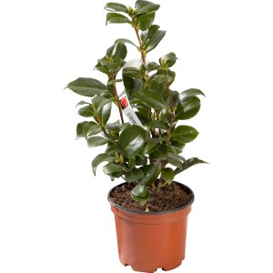 Giovane arbusto in vaso, categoria: Ulteriori arbusti.