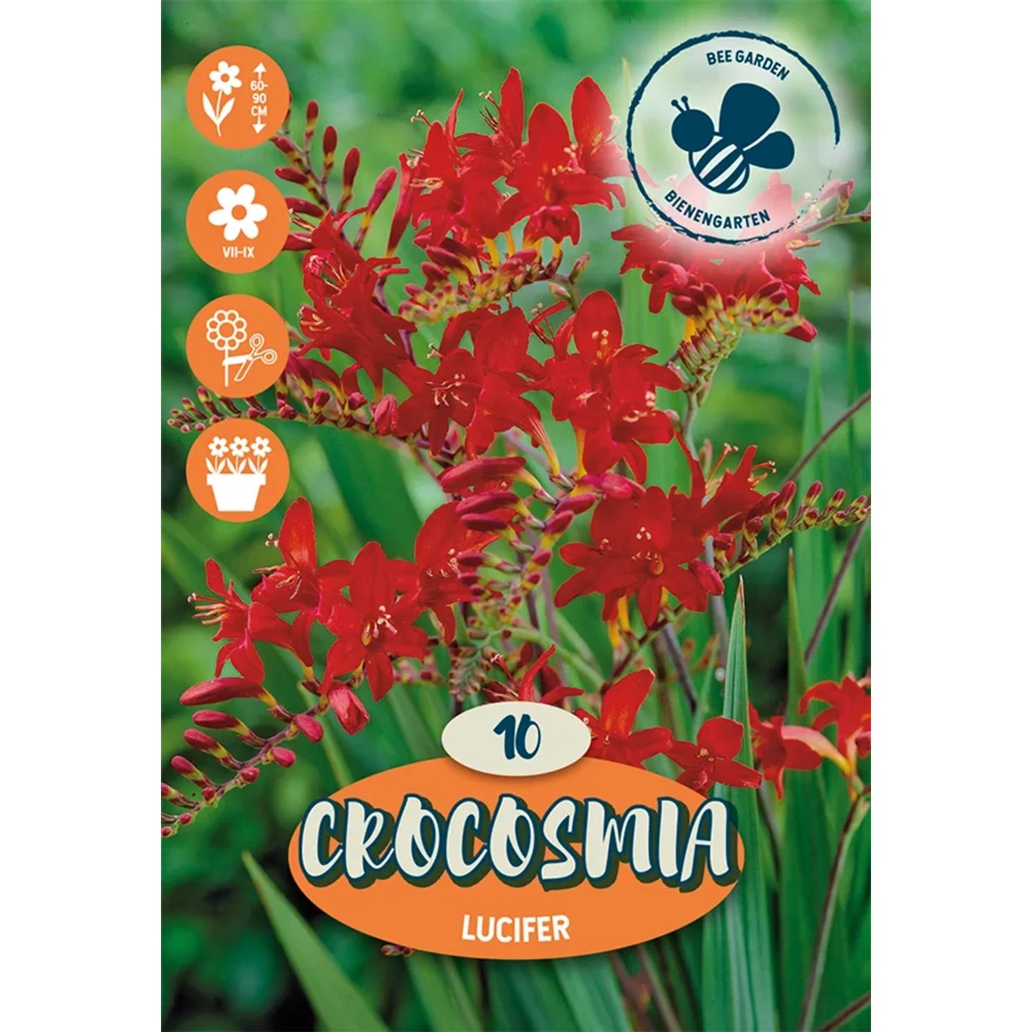 Gigli gladiolo nano Lucifer, fiore estivo rosso-arancio per aiuole e vasi.