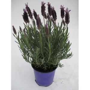 Profumata pianta di lavanda 't.b.t.' in vaso, ideale per balcone e giardino.