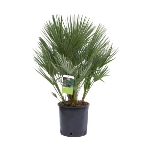 Palma nana Chamaerops humilis GROW by OBI per giardino e terrazzo