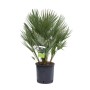 GROW by OBI Palma nana (Chamaerops humilis) in vaso da 10L, altezza circa 100cm.