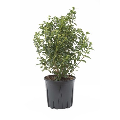 Lentaggine Eve Price h 40-50 cm