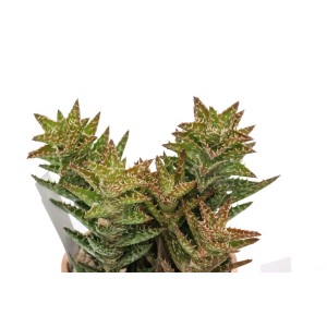 Succulenta t.b.t. verde con foglie appuntite in vaso.