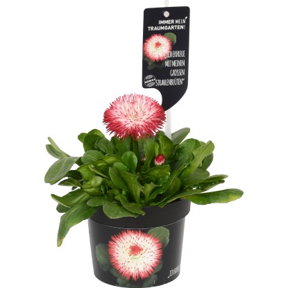 Bellis perennis Habanera rosso e bianco vaso Ø 12 cm