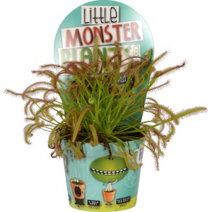 Pianta carnivora Little Monster Mix in vaso, ca. 8,5 cm di diametro.