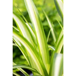 Falangio 'Variegatum' in vaso, una pianta d'appartamento decorativa e facile da curare con foglie verdi e bianche.