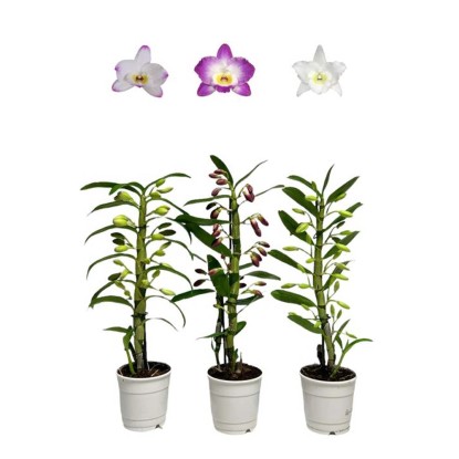 Dendr Nobi Eleganza vaso 12 cm