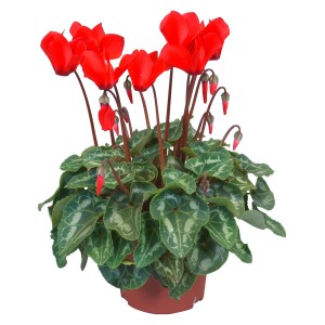 Ciclamino rosso "Midi" in vaso da 10,5 cm. Pianta d'appartamento decorativa con foglie verdi.
