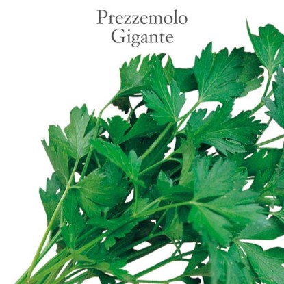 Prezzemolo Novas gigante vaschetta 8 pz