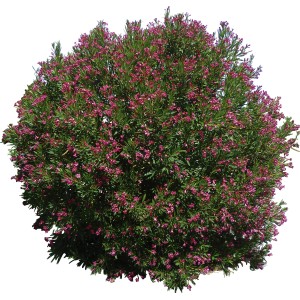 Arbusto fiorito t.b.t. con fiori rosa, categoria: Ulteriori arbusti.
