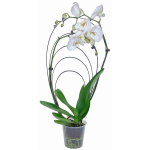 Orchidea Phalaenopsis bianca con supporto ad arco arcobaleno in vaso.