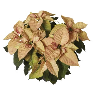 Stella di Natale color oro con foglie verdi.