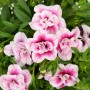 Calibrachoa Double Pink Tastic, pianta pensile con fiori rosa e bianchi.