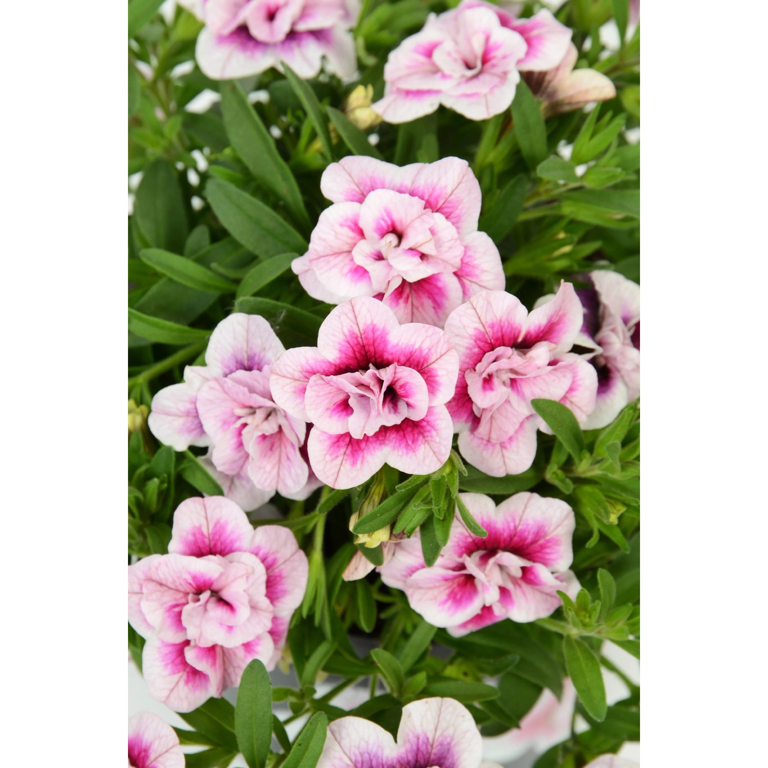Calibrachoa Double Pink Tastic, pianta pensile con fiori rosa e bianchi.
