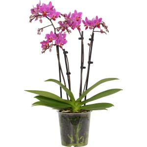 Orchidea farfalla (Phalaenopsis) con fiori rosa in vaso, ca. 12 cm di diametro.