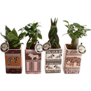 Disposizione di piante verdi in vasi di ceramica safari (Ø 7 cm) con motivi africani.