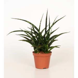 Fernwood Mikado (Sanseveria cylindrica) in vaso marrone, una robusta pianta verde da interno.