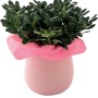 Azalea verde in vaso rosa. Pianta d'appartamento decorativa per casa e ufficio.