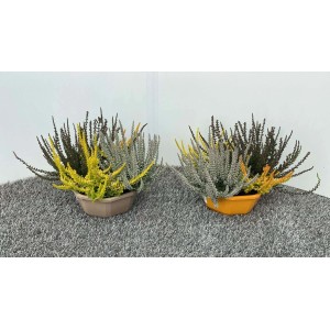 Due piante di Erica & Calluna in vaso di colori diversi.