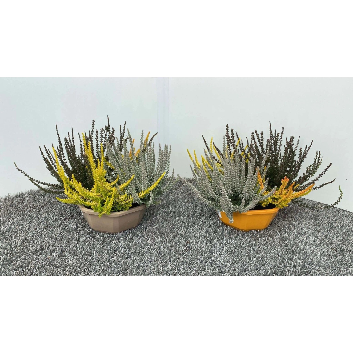 Calluna sunset trio scala mix vaso 16 cm acquista da OBI