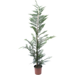 Pianta di Cipresso Leyland verde e slanciata in vaso.