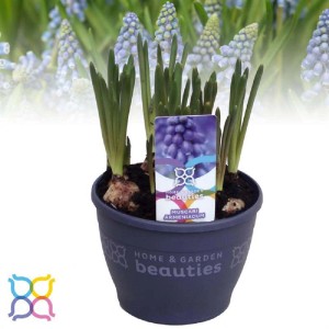 Vaso di giacinti d'uva blu (Muscari armeniacum) come pianta da appartamento fiorita.