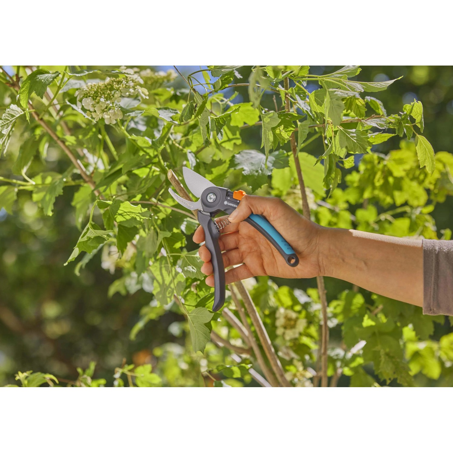 Cesoie da giardino Gardena PremiumCut tagliano legno fresco. Cesoie bypass con soft grip in uso.
