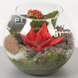 t.b.t. Composizione di piante in vaso di vetro con succulenta rossa, muschio e pigne.