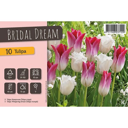 Bulbi di Tulipano Bridal Dream 10 pz