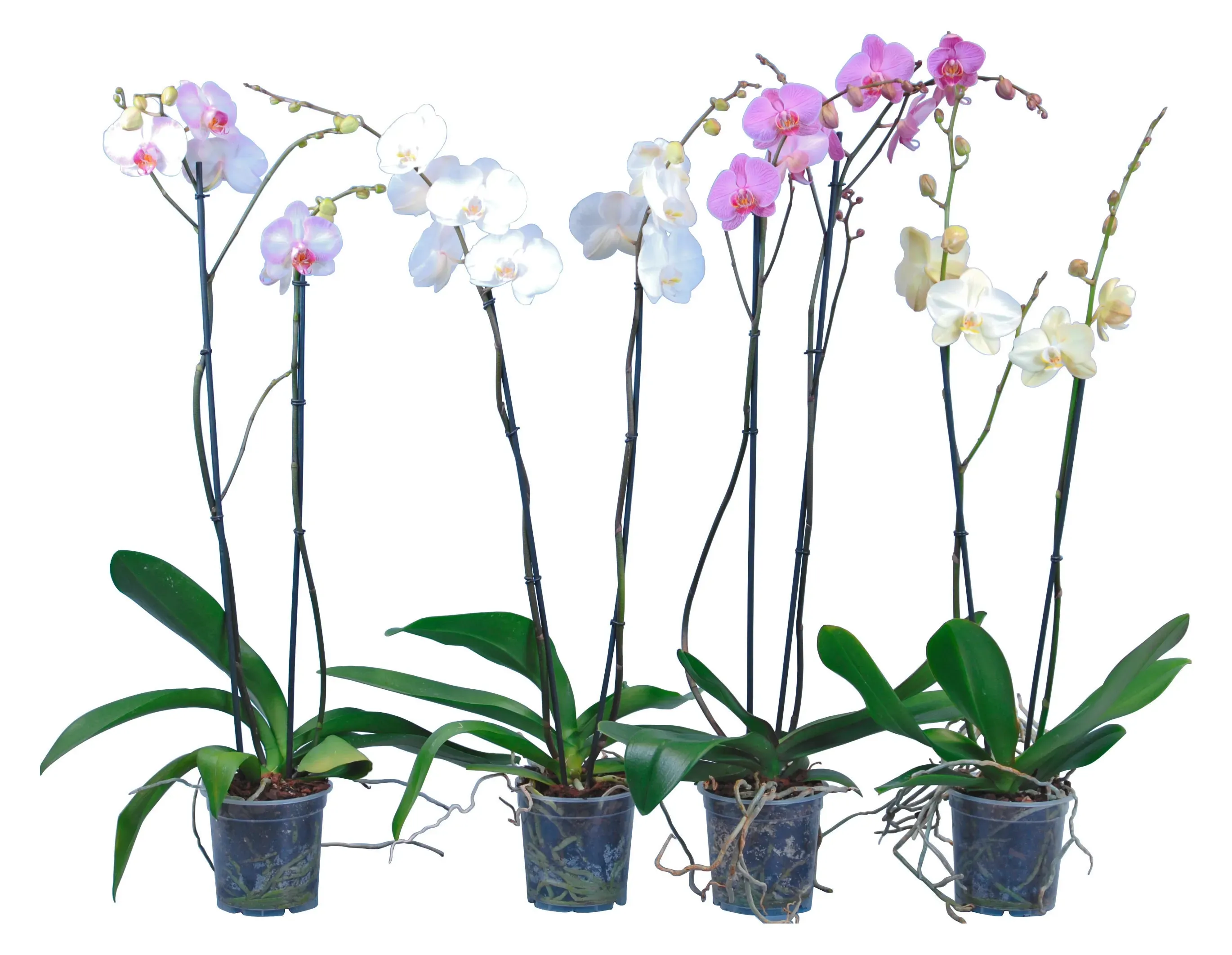Kit Vaso Per Orchidea: 3 Vasi Trasparenti 19cm + 3lt Di Compost Speciale