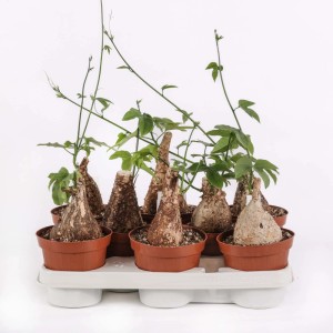 Adenia viridiflora Caudex Pianta succulenta vaso Ø 12 cm