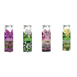 Diverse varietà di lillà t.b.t. in confezione di vendita