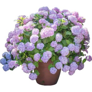 Ortensia rosa-viola rigogliosa in vaso. Splendore floreale decorativo per giardino e balcone.