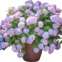 Ortensia rosa-viola rigogliosa in vaso. Splendore floreale decorativo per giardino e balcone.