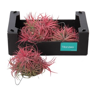 Tillandsia Creative Red in scatola nera, altezza circa 10 cm. Pianta d'appartamento decorativa.