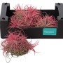 Tillandsia Creative Red in scatola nera, altezza circa 10 cm. Pianta d'appartamento decorativa.