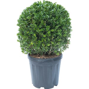 Bosso a palla in vaso, foglie verdi, pianta ornamentale da giardino.