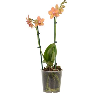 Orchidea Phalaenopsis arancio-gialla a due steli in vaso.