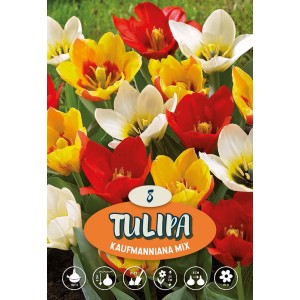 Tulipani Mix Botanico Multicolore: fiori primaverili rossi, gialli e bianchi.