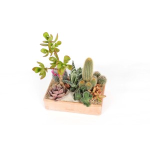 Composizione di varie piante grasse e cactus in un vaso quadrato.
