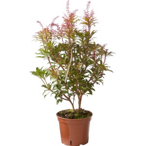 Arbusto t.b.t. in vaso con foglie verdi e spighe di fiori rossi.