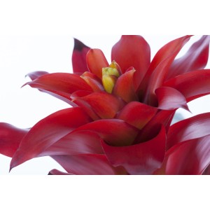 Primo piano del fiore rosso di Guzmania Optima in vaso, una pianta fiorita esotica di GROW by OBI.