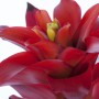 Primo piano del fiore rosso di Guzmania Optima in vaso, una pianta fiorita esotica di GROW by OBI.