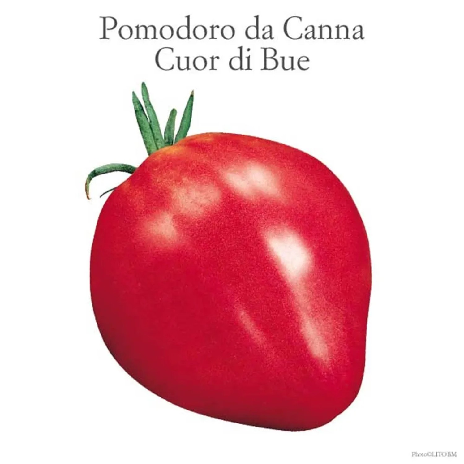 Pomodoro Cuore di Bue rosso, una varietà di Ortaggi da frutto.