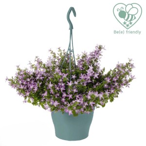 Campanula pensile con fiori viola in vaso.