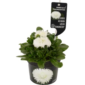 Margherita Habanera bianca in vaso, ideale per la primavera per balconi e giardini.