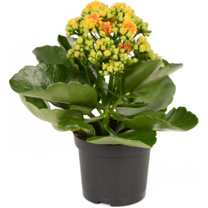 Kalanchoe Flaming Katy Signal giallo-arancio in vaso da 9 cm, pianta da interno.