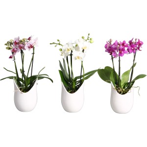 Tre orchidee t.b.t. bianche, viola e rosa in vasi bianchi.